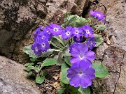 07 Primula albenensis alla S-cepa dol geru in Val Gerona (1220 m)